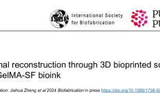 使用新型 vECM-GelMA-SF 生物墨水通过3D生物打印支架增强阴道重建