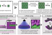 《AM》：4D打印温度响应颗粒水凝胶，可实现形状控制变形
