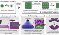 《AM》：4D打印温度响应颗粒水凝胶，可实现形状控制变形