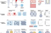 斯坦福大学《Nature Reviews Bioengineering》类器官生物打印