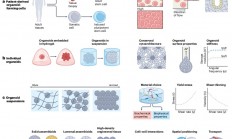 斯坦福大学《Nature Reviews Bioengineering》类器官生物打印