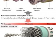 3D打印多尺度仿生支架用于肌腱再生