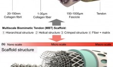 3D打印多尺度仿生支架用于肌腱再生