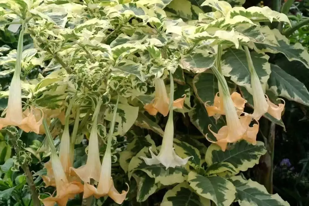 花叶木曼陀罗，可观叶赏花的大型灌木盆栽，喇叭状的花很壮观内蒙古玛瑙湖发现珍贵玛瑙，曾被当地人当石头卖掉，3年损失20亿（这样也行？）